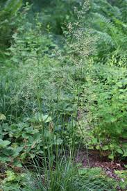 Image result for Deschampsia cespitosa