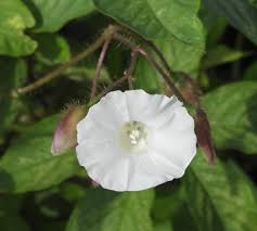 Image result for Merremia