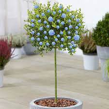 We did not find results for: Ceanothus Victoria For Sale Ornamental Trees Free Uk Delivery