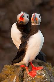 Pin On Puffins