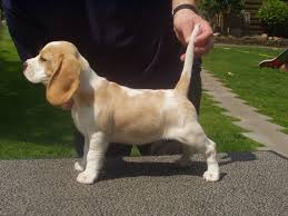 Check spelling or type a new query. Lemon Drops Beagles Hound Colours