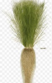Image result for Chrysopogon