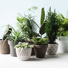 Grune Oase Diese 7 Pflanzen Wachsen Am Besten Im Bad Mit Bildern Pflanzen Furs Bad Pflanzen Im Badezimmer Badezimmerpflanzen