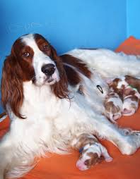 Image result for irský červenobílý setr