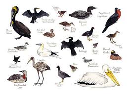 Water Birds Of North Georgia Water Birds Field Guide Style Watercolor Painting Print Pelican Rail Loon Grebe Etc Birds Bird Poster Watercolor Paintings