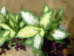 Image result for dieffenbachia flower