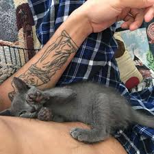 Yakamoz Guzeli Texting Hayvanlar Sevimli Kediler Kedi