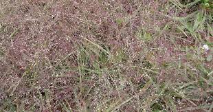 Image result for Eragrostis phyllacantha