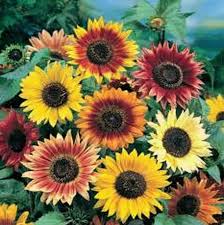 Check spelling or type a new query. Bulk Vegetable Flower Seed Bird Food Gazing Globe Garden Supply