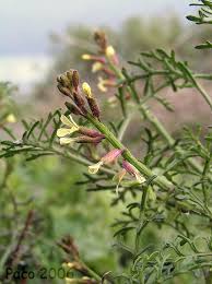 Image result for Carrichtera annua