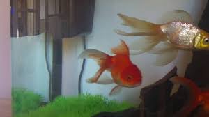 Fancy Fantail Goldfish Growth 2 Years Old