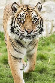 Amur Tiger With Images Tiger Amur Tiger