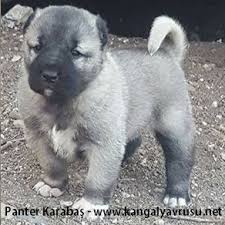 Kangal Yavrulari Satilik Panter