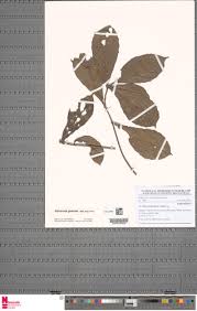 Image result for Alchornea hirtella