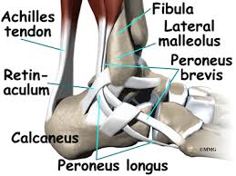 The hindfoot comprises of the ankle joint found at the bottom of the leg and is where the end of the tibia and fibula meet the ankle bone. Peroneal Tendon Problems Orthogate