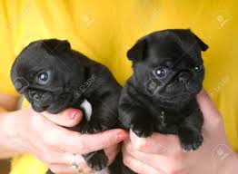 Vote up the cutest, sweetest pug pictures below. Two Cute Pug Puppies In Human Hands Stock Photo Picture And Royalty Free Image Image 58759620