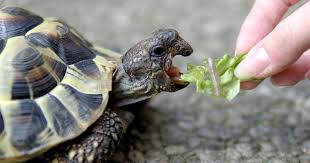 Untuk memeliharanya pun tidak repot karena kamu hanya harus menyediakan kandang dan makanan saja. Nama Penyu Bagaimana Anda Boleh Memanggil Penyu Seorang Gadis Seorang Lelaki