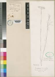 Image result for Pycnosphaera buchananii