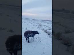 Kazakh athletes have won a total of 64 medals at summer olympic games, and another 8. Winter In Kasachstan Youtube