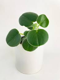 Image result for Peperomia fernandopoiana