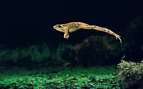 We did not find results for: Why Are Goldfish In Garden Ponds Threatening Frogs