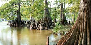 Fraxinus is a genus flowering plants in the olive and lilac family, oleaceae. Bald Cypress National Wildlife Federation