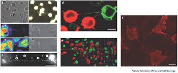 Death or mental retardation takes place if accumulation happens in multiple choice questions (mcq) on cell biology with choices brain cells, somatic cells, meristematic cells, and sensory cells for best online gre prep class. Membrane Nanotubes Dynamic Long Distance Connections Between Animal Cells Nature Reviews Molecular Cell Biology