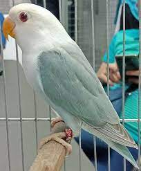 Catatan Burung Jenis Mutasi Warna Lovebird Fallow