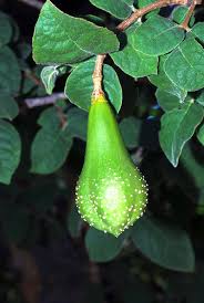 Image result for Schrebera trichoclada