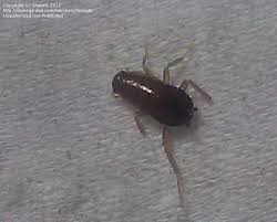 insect and spider identification: very