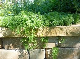 Image result for Cerastium indicum