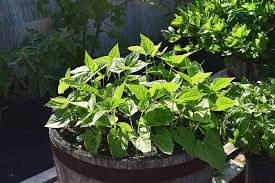 The basic sowing and cultivating techniques are similar to green beans, but it's advisable to provide pole beans with a vertical surface for climbing. How To Grow Bush Beans Gardener S Path