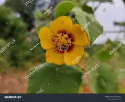 Image result for Abutilon hirtum