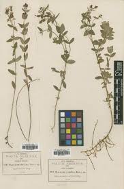 Image result for Hypericum lalandii