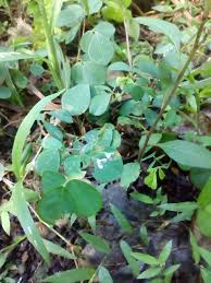 Image result for Grona adscendens