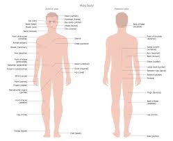 Parts of the human body. Male Body Anterior View Posterior View Body Parts Name Diagram