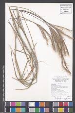 Image result for Trichoneura schlechteri