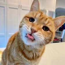 marley sherman katz on instagram if you ve got it flaunt it tongueouttuesday cattongue tuesday cat cats grumpycat grump instacat in いぬ 猫