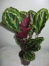 Calathea Calathea Planting Flowers Landscaping Plants