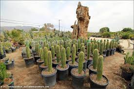 Nurseries in europe on the cactus mall. Sunland Cactus Nursery