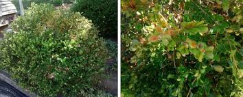 Hi, i have about 20+ boxwood, i have noticed that on three of the boxwood it start with small area turn yellow and in couple weeks all leaves dry out. Browning Of Boxwood Is It Boxwood Blight Landscaping