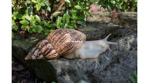 Image result for Behnia reticulata