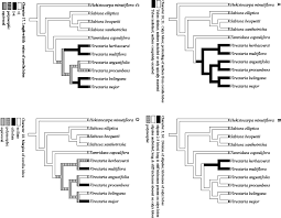 Image result for Virectaria major