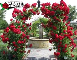 Grzegorz hyży obdarował żonę ogromnym bukietem czerwonych róż! Sadzonki Roz Pnacych Amadeus Beauty Gardens Garden Elements Garden Structures