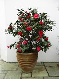A Red Camelia In One Of Our Cretan Pots Isnt It Beautiful Flower Pots Home Flowers Planting Flowers