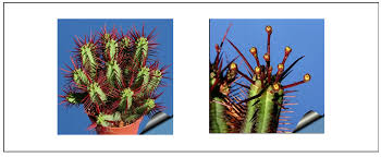 Image result for Euphorbia schimperiana