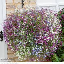 Image result for lobelia combine composition
