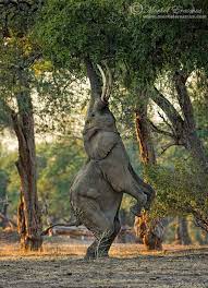80 Best Award Winning Wildlife Photography Examples From Around The World Animals Animals Beautiful Animal Photography
