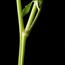 Image result for Bidens pinnatipartita