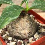 Image result for Raphionacme globosa